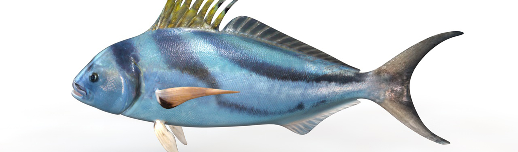 Product banner image